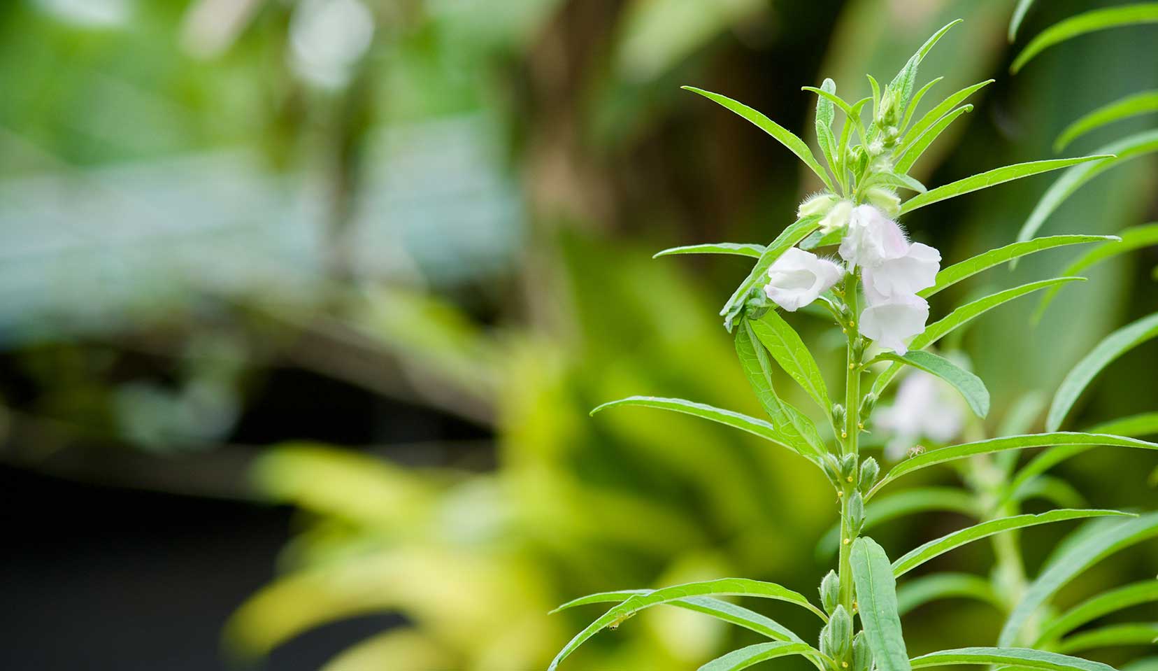 Pé de gergelim ao fundo